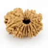 Original 14 Mukhi Rudraksha Nepali front view