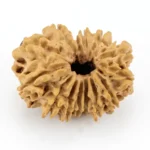 Original 14 Mukhi Rudraksha Nepali front view