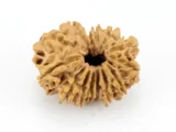 Original 14 Mukhi Rudraksha Nepali front view