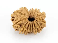 Original 14 Mukhi Rudraksha Nepali front view