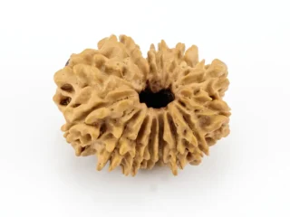 Original 14 Mukhi Rudraksha Nepali front view