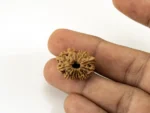 14 Mukhi Rudraksha Nepali bead in hand size reference