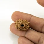 14 Mukhi Rudraksha Nepali bead in hand size reference