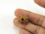 14 Mukhi Rudraksha Nepali bead in hand size reference