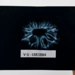 14 Mukhi Rudraksha X-Ray Image – Fourteen Natural Internal Mukhis Clearly Visible in Nepali Rudraksha