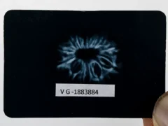 14 Mukhi Rudraksha X-Ray Image – Fourteen Natural Internal Mukhis Clearly Visible in Nepali Rudraksha