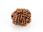 “Authentic 8 Mukhi Rudraksha Nepali back view