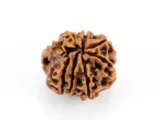 “Authentic 8 Mukhi Rudraksha Nepali back view