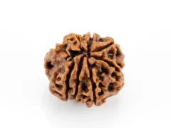 “Authentic 8 Mukhi Rudraksha Nepali back view