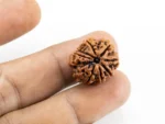 8 Mukhi Rudraksha Nepali bead in hand size reference