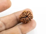 8 Mukhi Rudraksha Nepali bead in hand size reference