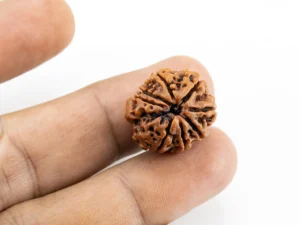 8 Mukhi Rudraksha Nepali bead in hand size reference