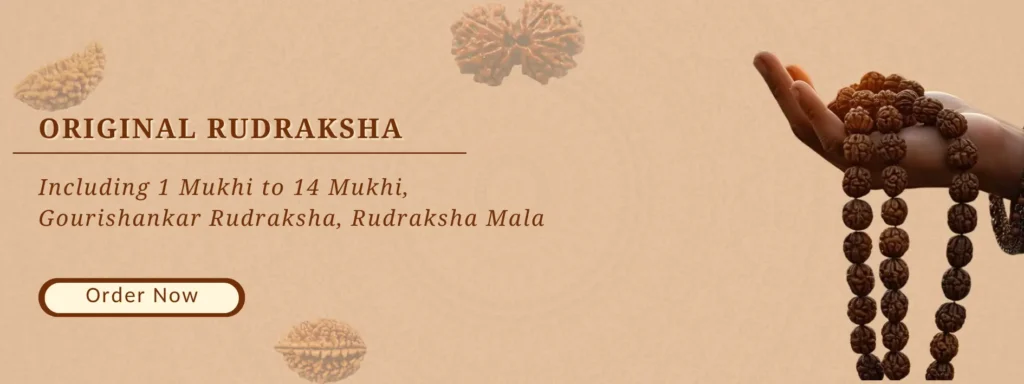 Authentic Rudraksha collection: 1–14 Mukhi beads, Gauri Shankar Rudraksha, and a traditional Rudraksha mala
