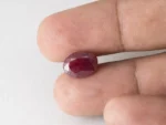 Bangkok Ruby Stone (Manik) 4.65 Carat (5.11 Ratti) in hand for real size and colour reference