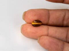 natural tiger eye stone 4.77 carat in hand size reference
