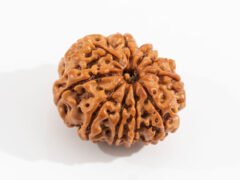 Original Nepali 9 Mukhi Rudraksha front view