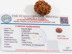 Original Nepali 9 Mukhi Rudraksha with laboratory certificate