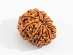 Original Nepali 9 Mukhi Rudraksha reverse view