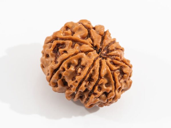 Original Nepali 9 Mukhi Rudraksha reverse view