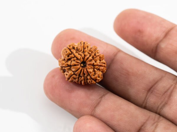 Original Nepali 9 Mukhi Rudraksha shown on fingers for size reference